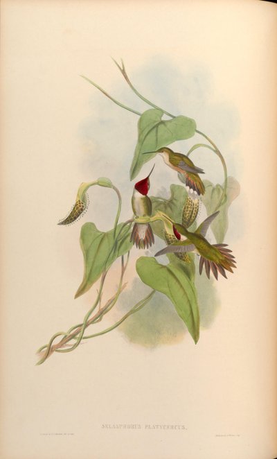 Selasphorus platycercus door John Gould